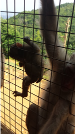 Monkey